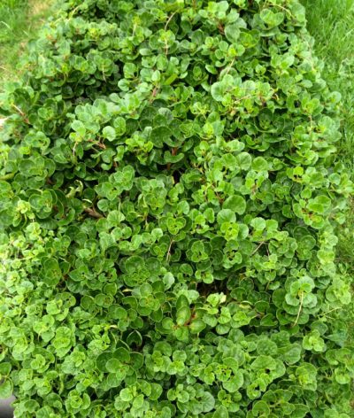 Ulluco (ullucus Tuberosus) - The Cultivariable Growing Guide