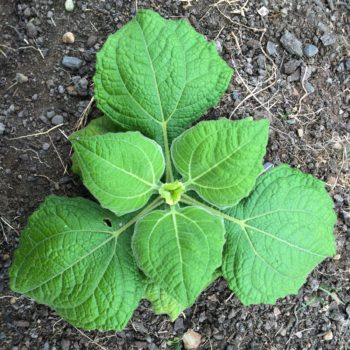 Yacon (Smallanthus sonchifolius) - The Cultivariable Growing Guide