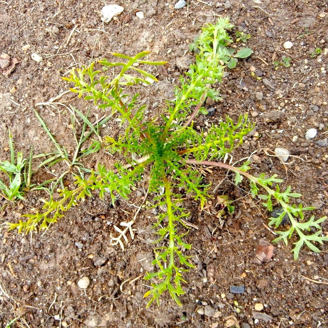 Maca (Lepidium - Cultivariable Growing Guide