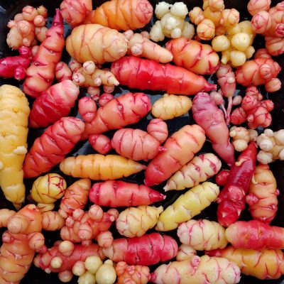 Seedling oca varieties