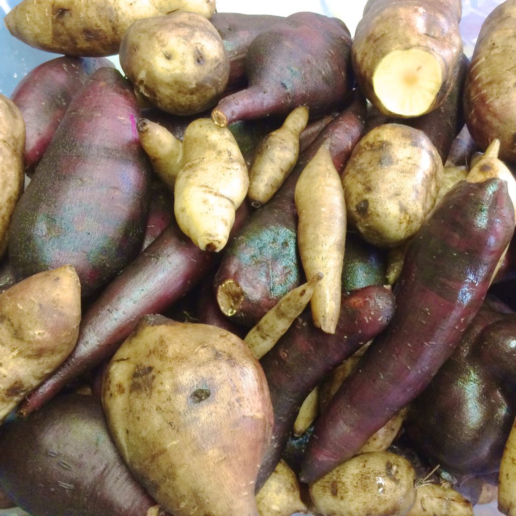 Yacon (Smallanthus sonchifolius) - Tubers and Seeds - Cultivariable