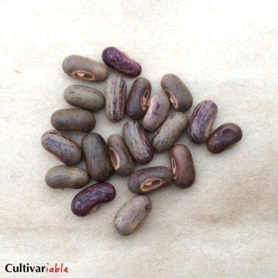 Groundnut (Apios americana) - The Cultivariable Growing Guide