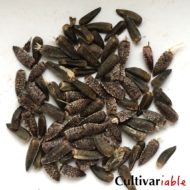 Jerusalem Artichoke: True Seed Production - Cultivariable