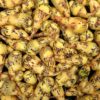 Mashua (Tropaeolum tuberosum) 'Bloody Tears' tubers