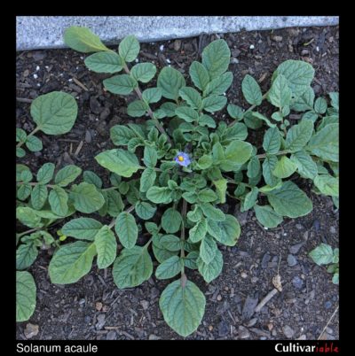 Above ground plant of the wild potato species Solanum acaule