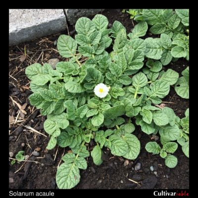 Above ground plant of the wild potato species Solanum acaule