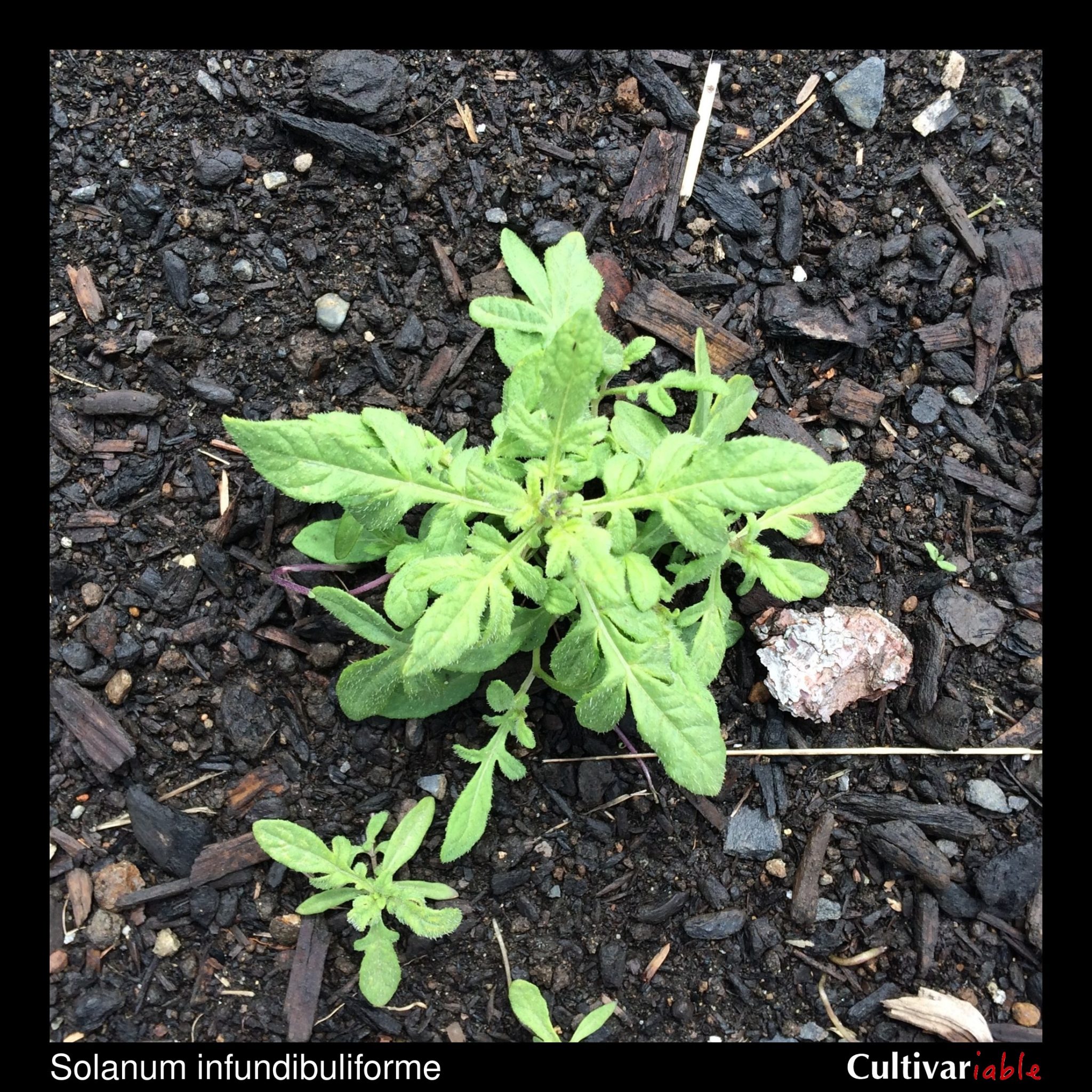 Solanum infundibuliforme - How to Grow Wild Potatoes - Cultivariable