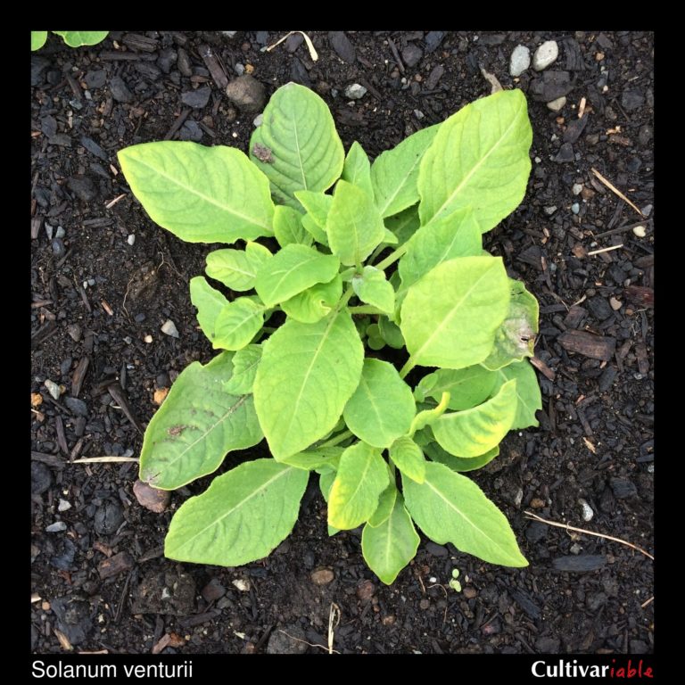 Solanum venturii - How to Grow Wild Potatoes - Cultivariable