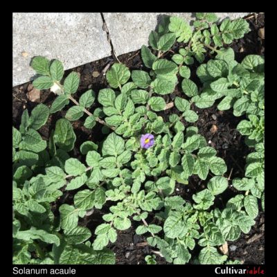 Above ground plant of Solanum acaule