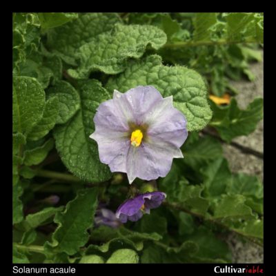 Flower of the wild potato species Solanum acaule