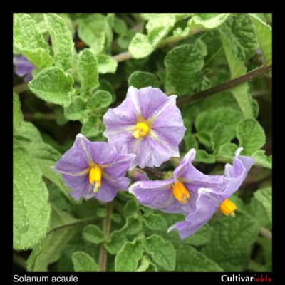 Flower of the wild potato species Solanum acaule