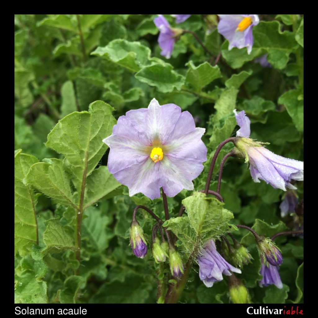 Solanum acaule - How to Grow Wild Potatoes - Cultivariable