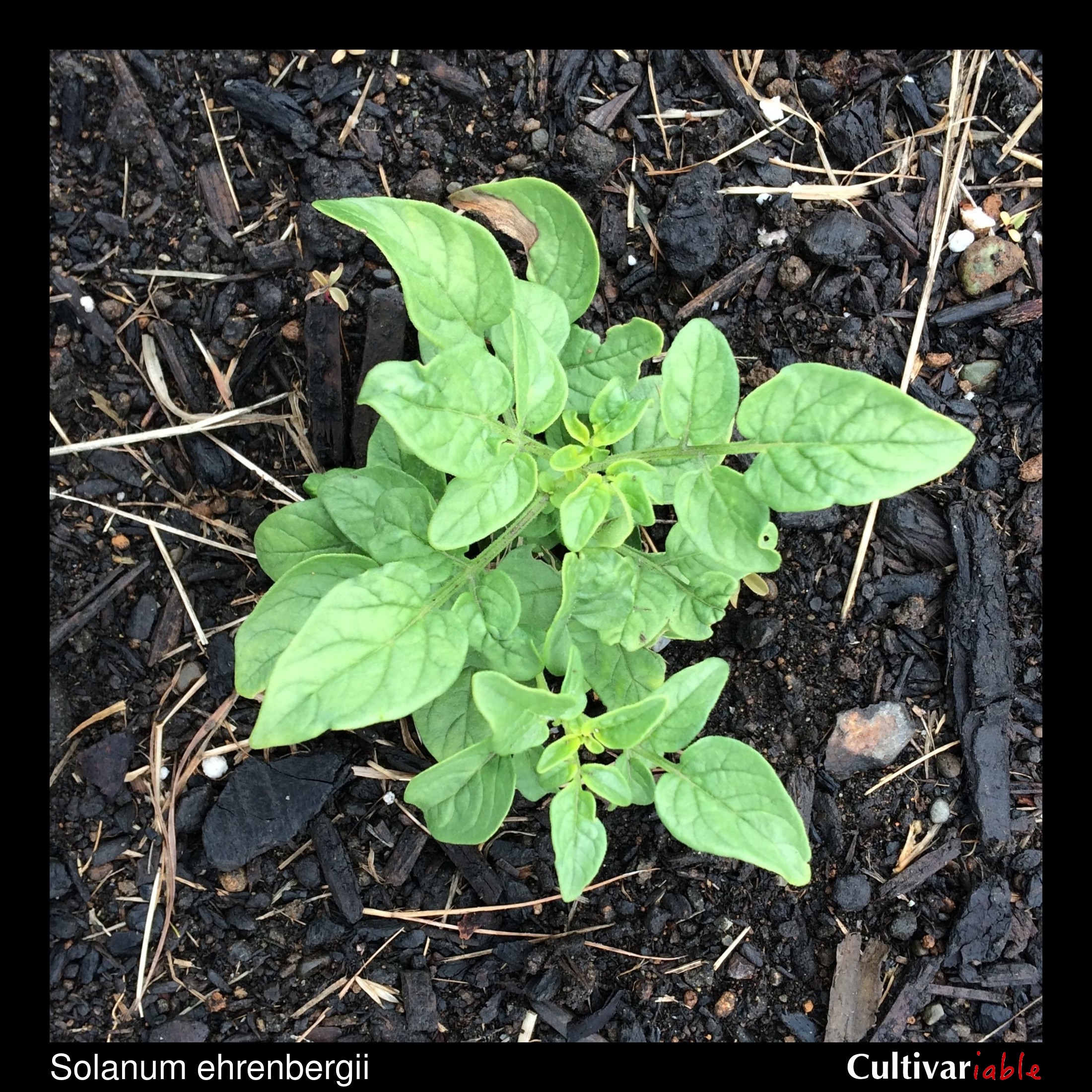 Solanum ehrenbergii - How to Grow Wild Potatoes - Cultivariable