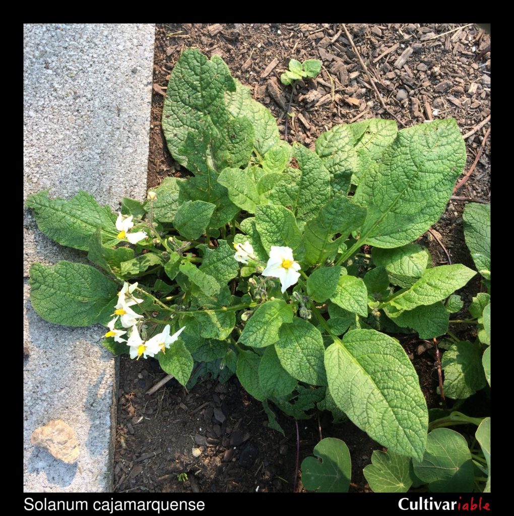 Solanum cajamarquense - How to Grow Wild Potatoes - Cultivariable