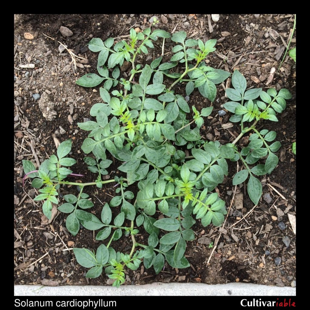 Cultivariable