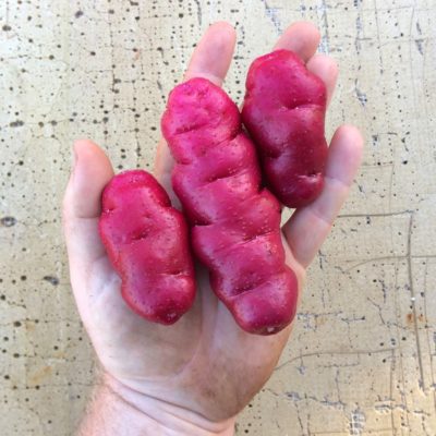 Tubers of the Cultivariable original potato variety 'Rozette'