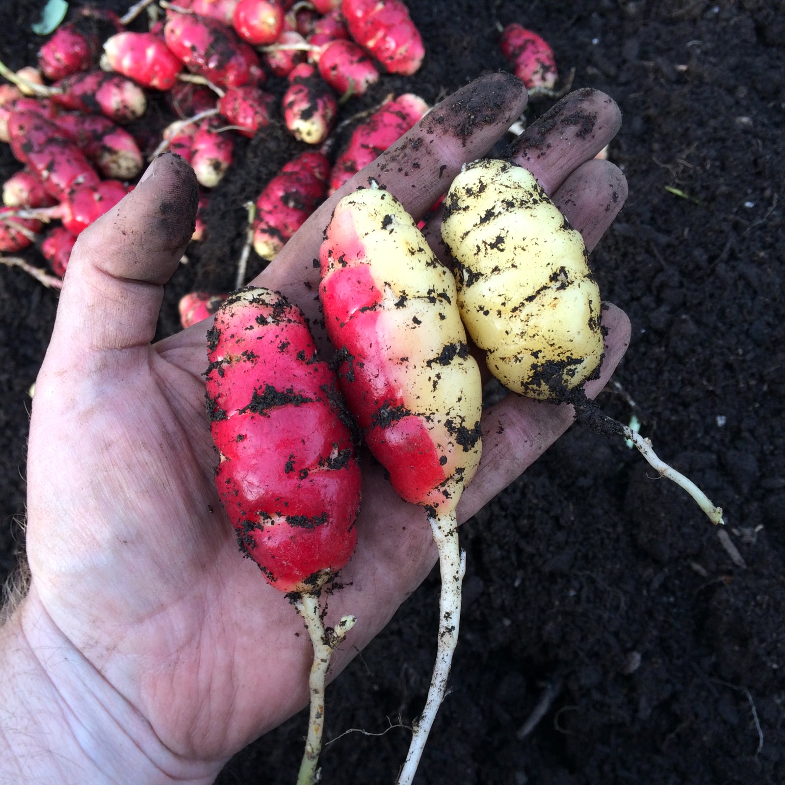 Yacon, wonder tuber from the Andes - almost no calories and does