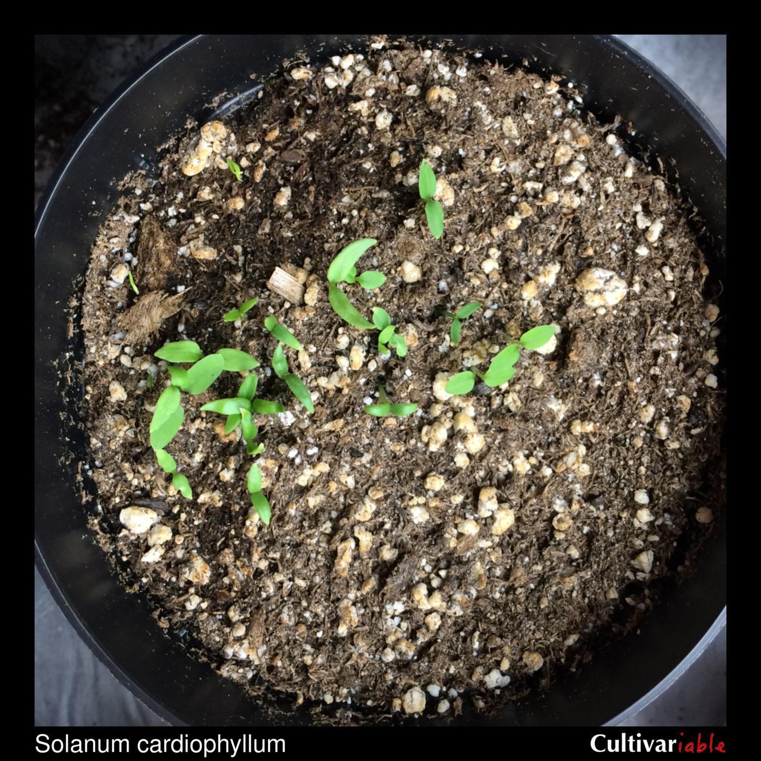 Solanum cardiophyllum - How to Grow Wild Potatoes - Cultivariable