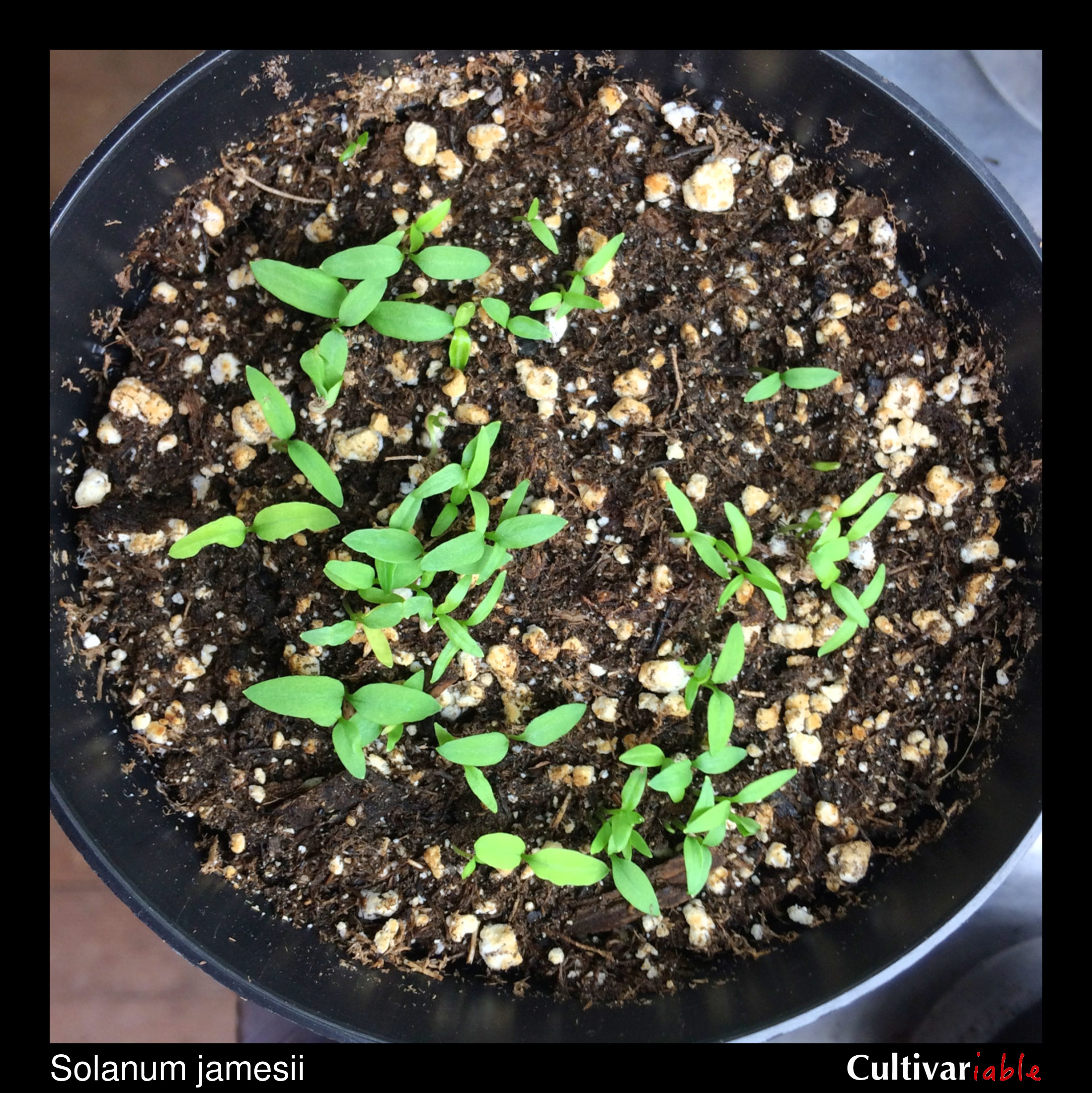 Solanum jamesii - How to Grow Wild Potatoes - Cultivariable