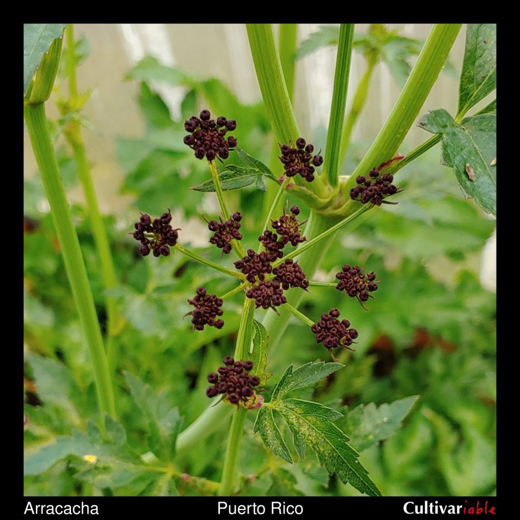 arracacha (Arracacia xanthorrhiza) - Cultivariable