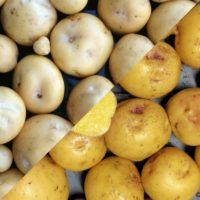 Potato 'Skagit Valley Gold' x 'Nemah' cross