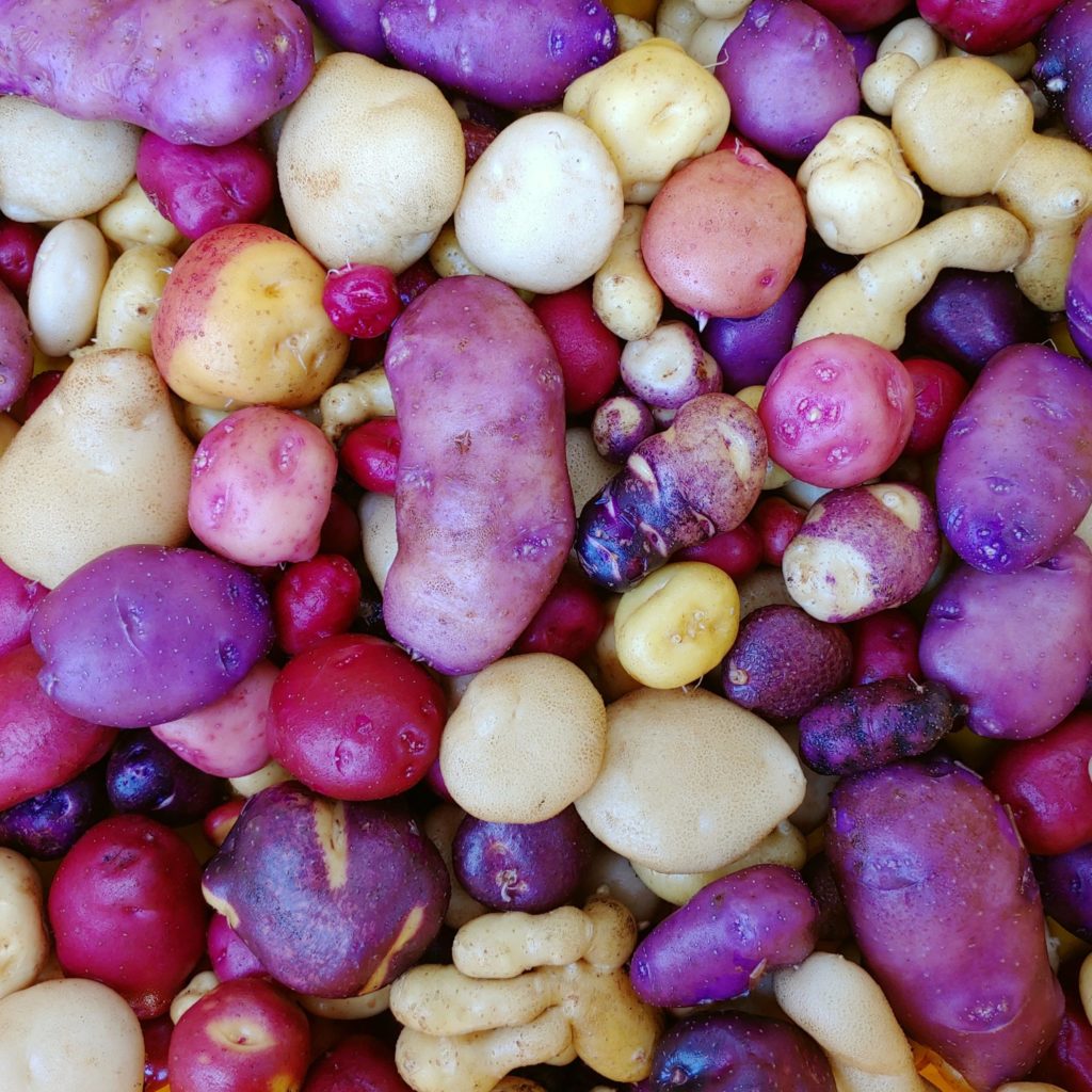 Mixed True Potato Seeds Tps Solanum Curtilobum Cultivariable 6856