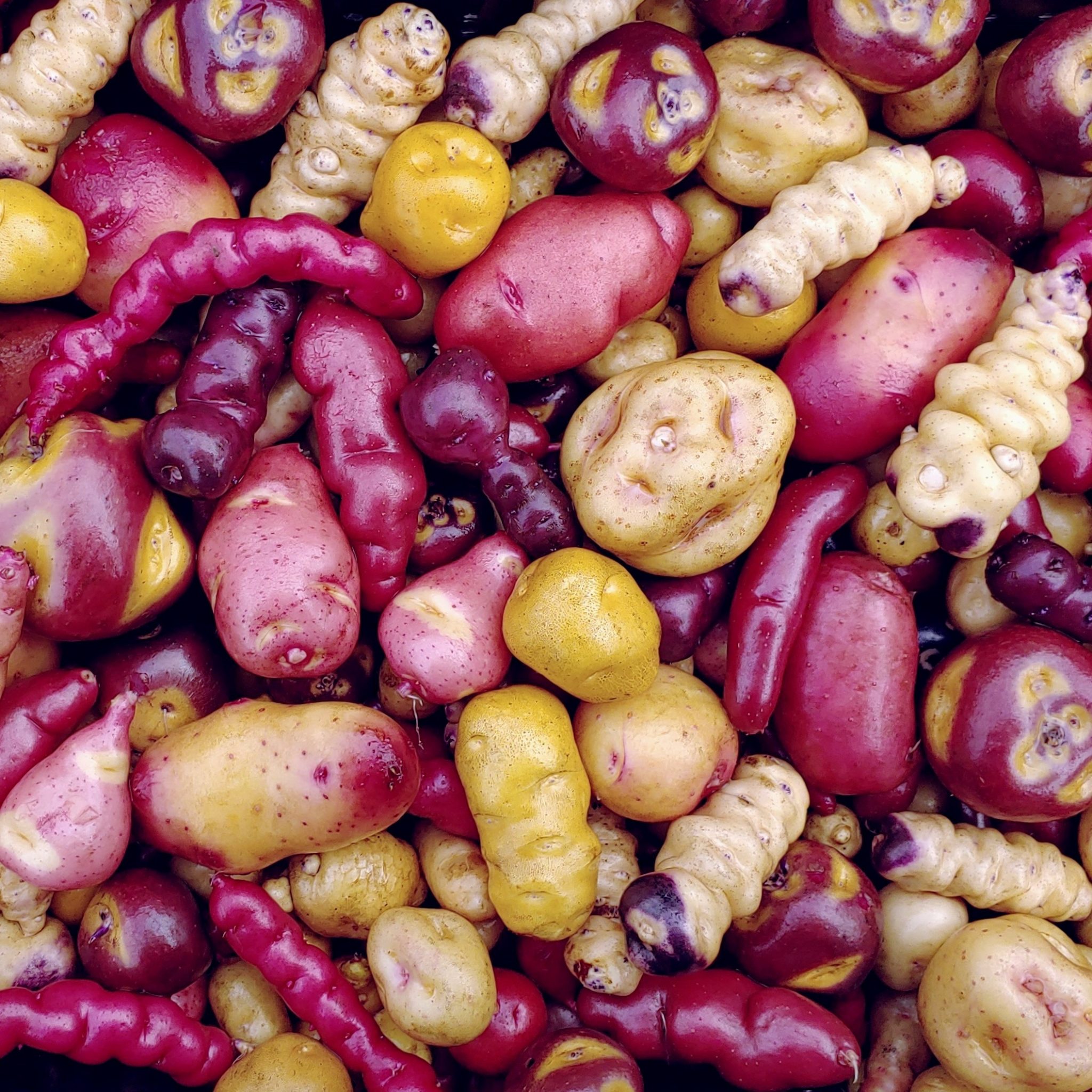 Andean Potato (S. tuberosum subsp. andigenum) - The Cultivariable ...