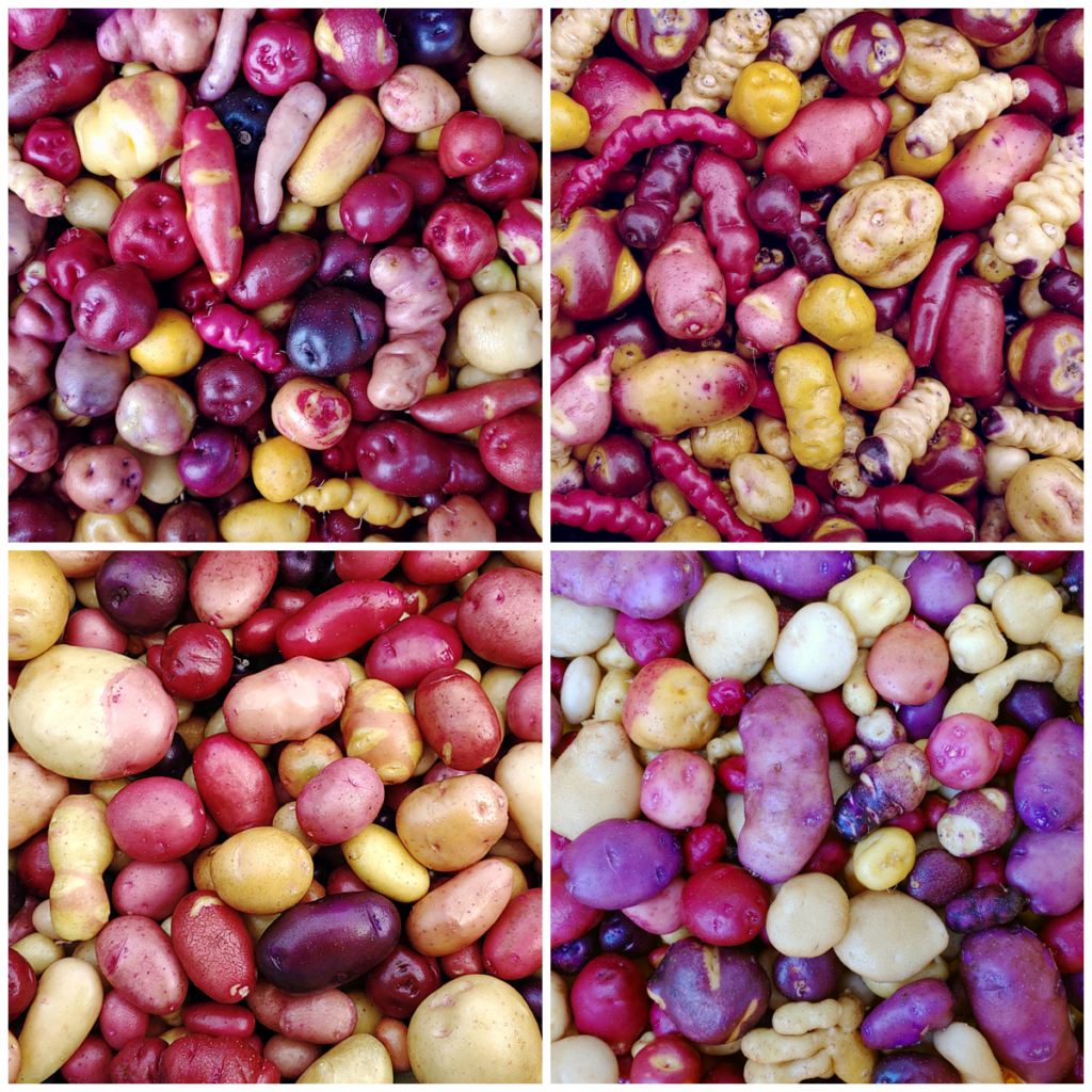 Potato (Solanum tuberosum) and Relatives - Cultivariable