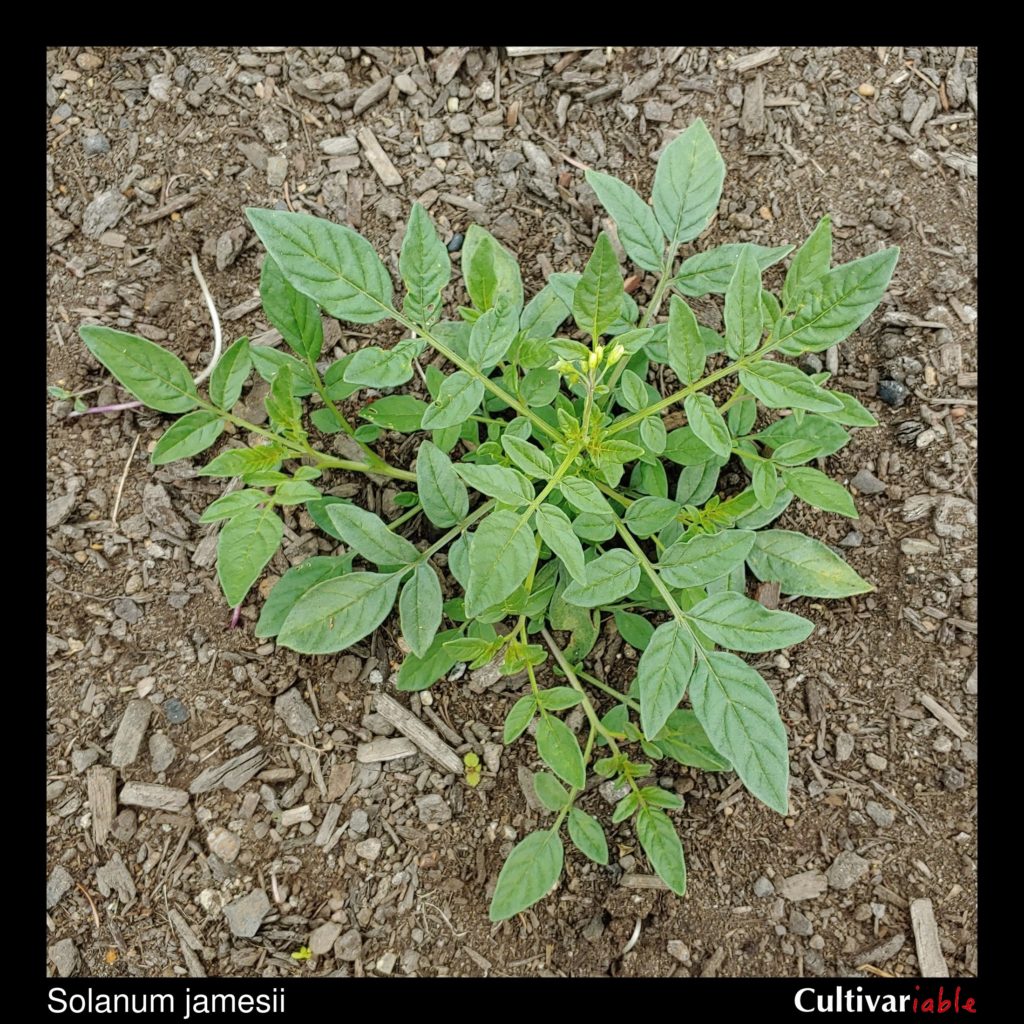 Solanum jamesii - How to Grow Wild Potatoes - Cultivariable