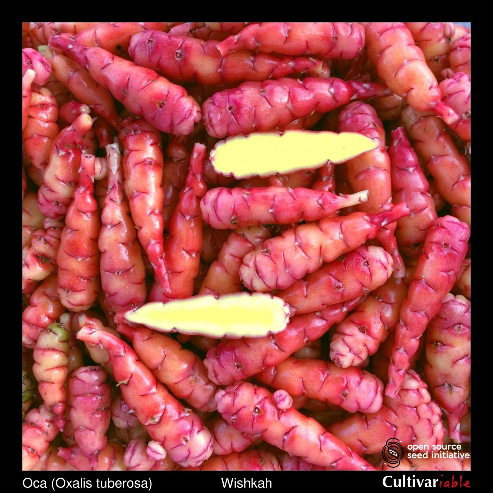 oca-Wishkah-tubers-border-2048x2048.jpg