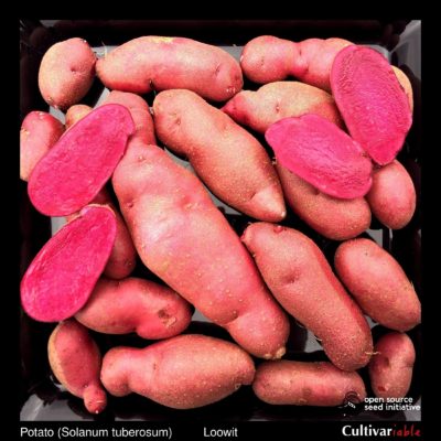 Tubers of the Cultivariable Original potato (Solanum tuberosum) variety 'Loowit'