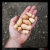 Tubers of the wild potato species Solanum chacoense
