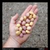 Tubers of the wild potato species Solanum jamesii
