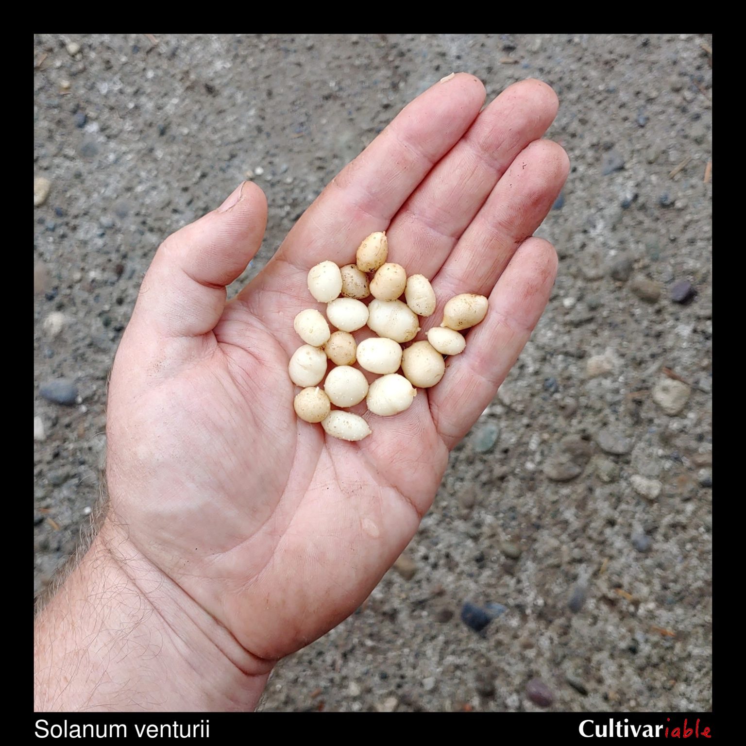 Tubers of the wild potato species Solanum venturii
