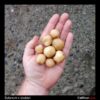 Tubers of the wild potato species Solanum x doddsii