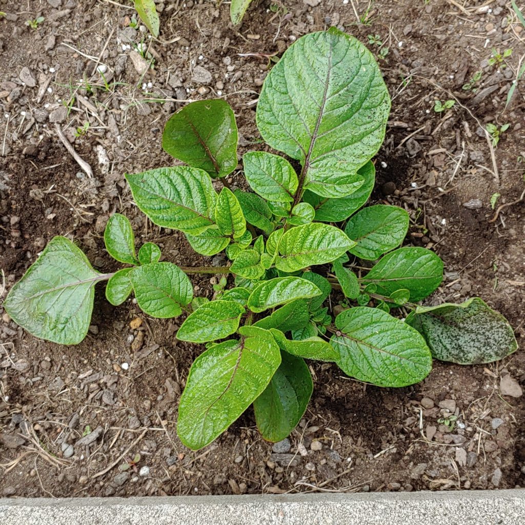 Review: Clancy TPS Potato Variety - Cultivariable