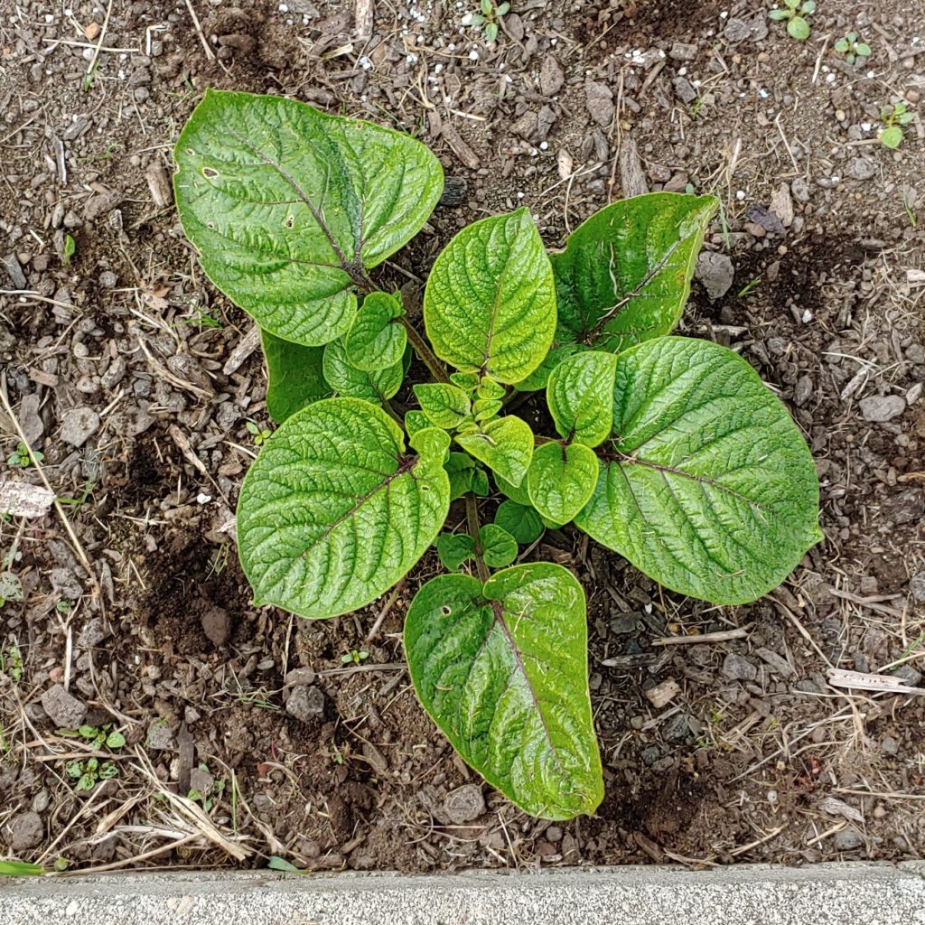 Review: Clancy TPS Potato Variety - Cultivariable