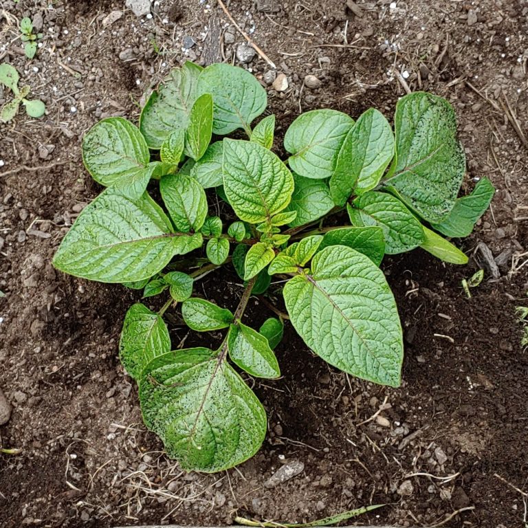 Review: Clancy TPS Potato Variety - Cultivariable