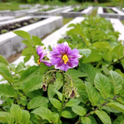 Flower of the potato (Solanum tuberosum) variety 'Gunter Blue'