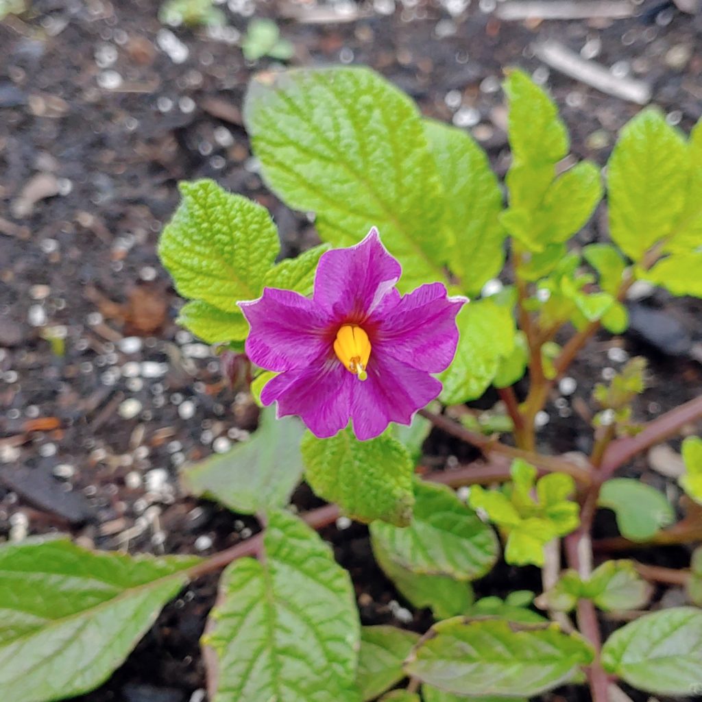 True Potato Seeds (TPS), Mystery Red, 100 seeds - Cultivariable