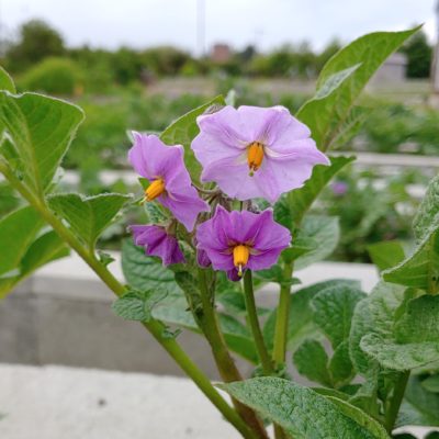 Flower of the potato (Solanum curtilobum) variety PI 604208