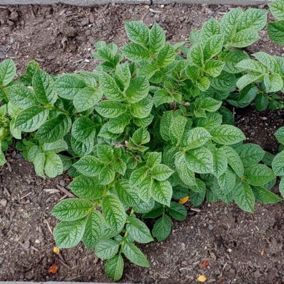 Aerial plant of the potato (Solanum curtilobum) variety PI 604208