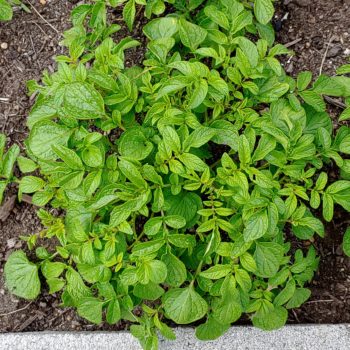 True Potato Seeds (TPS), Pirampo, 100 seeds - Cultivariable