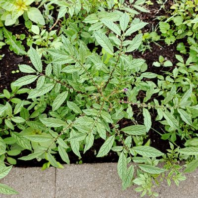 Aerial plant of the diploid wild potato species Solanum acroscopicum