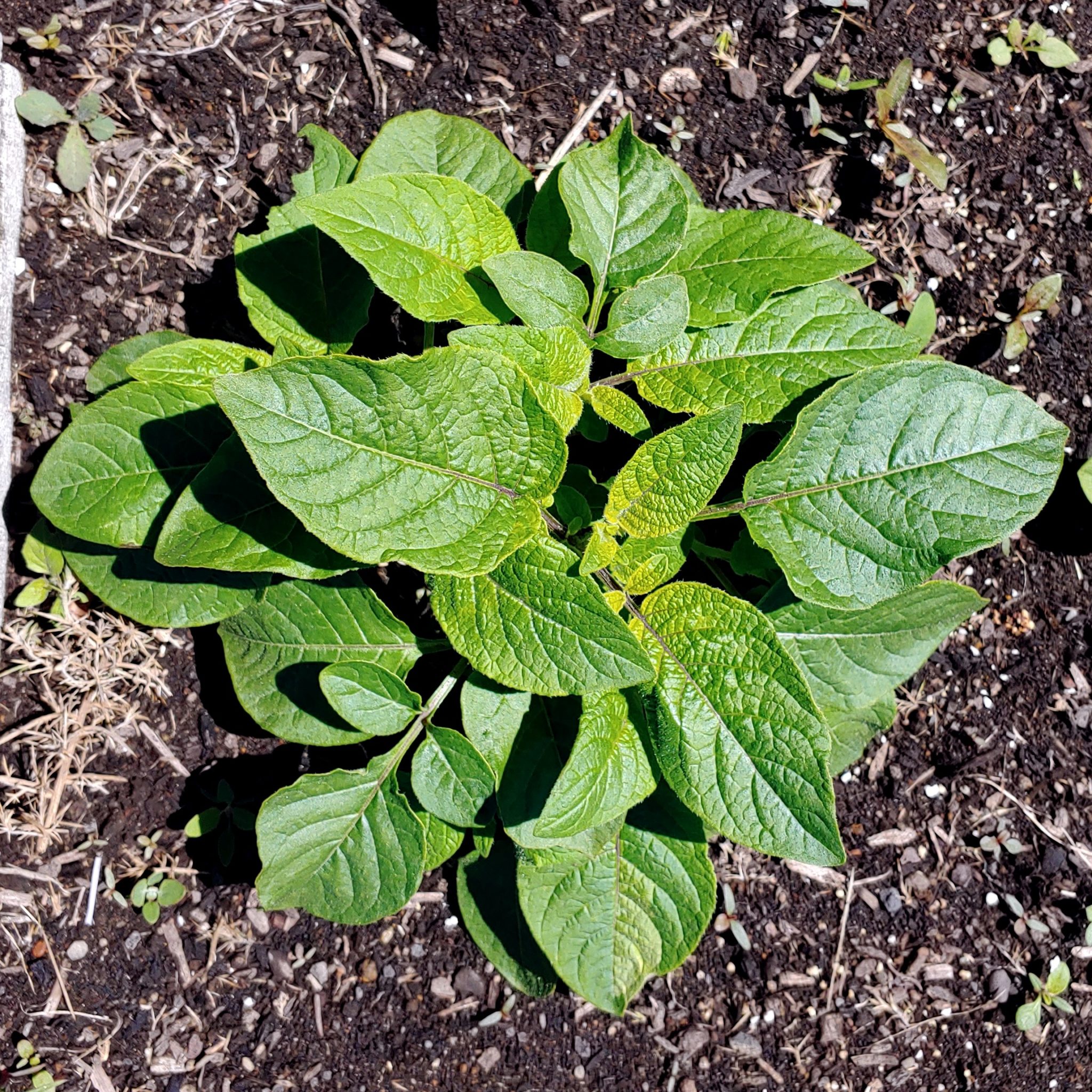 Solanum maglia - How to Grow Wild Potatoes - Cultivariable