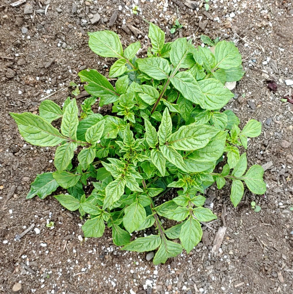 Solanum scabrifolium - How to Grow Wild Potatoes - Cultivariable