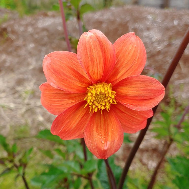 Dahlia coccinea, Best Edible Selections Mix, 50 seeds - Cultivariable