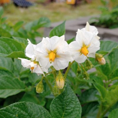 Flowers of the potato (Solanum tuberosum) variety 'Lumper'