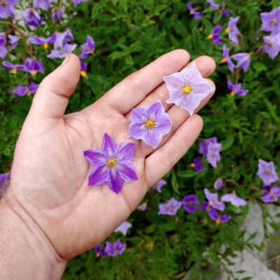 Flowers of the diploid wild potato species Solanum acroscopicum