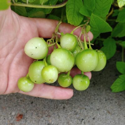 Berries of a Solanum maglia x domesticated diploid hybrid